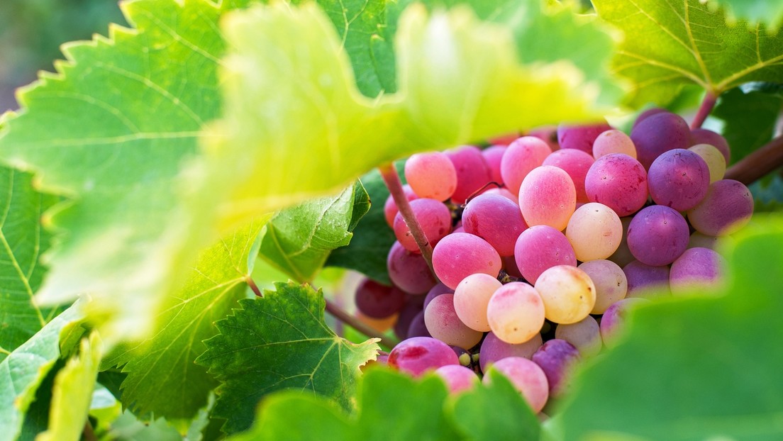 Wirtschaftlich nicht mehr tragbar: Landwirte weltweit vernichten ihre Weingärten