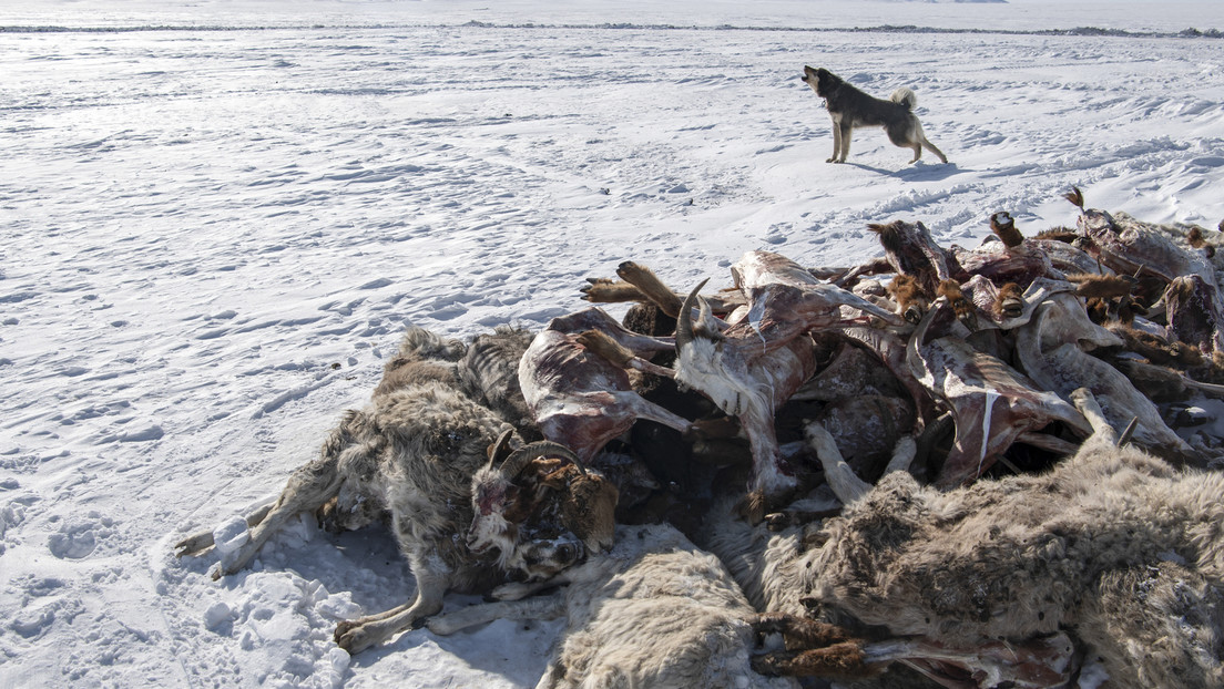 Harter Winter: Mehr als 4,7 Millionen Nutztiere in der Mongolei verhungert