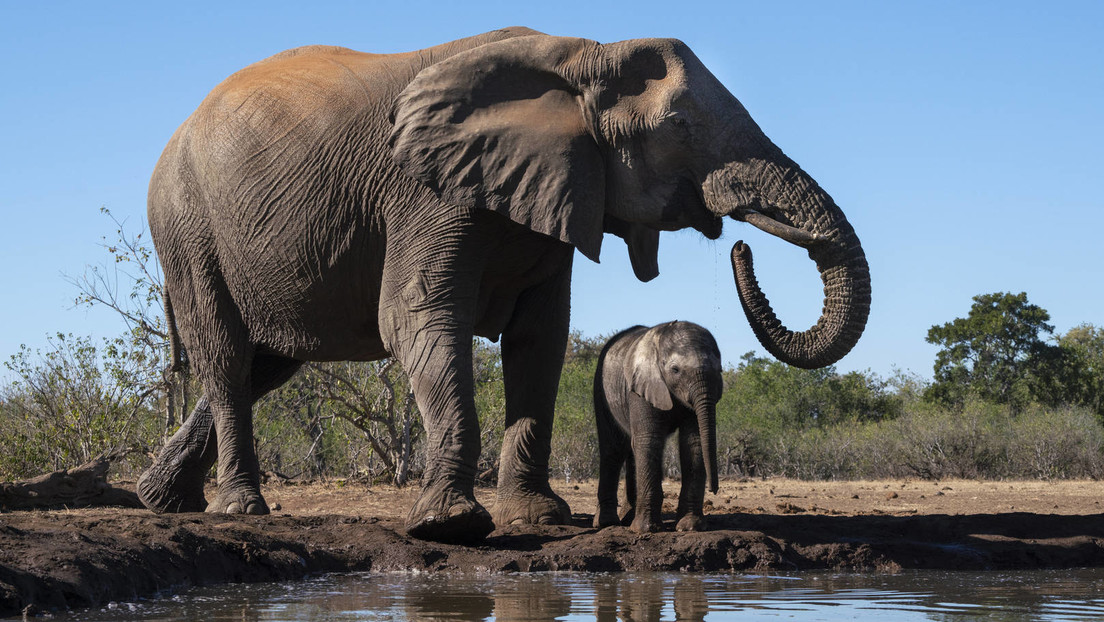 Botswana will 20.000 Elefanten nach Deutschland abschieben