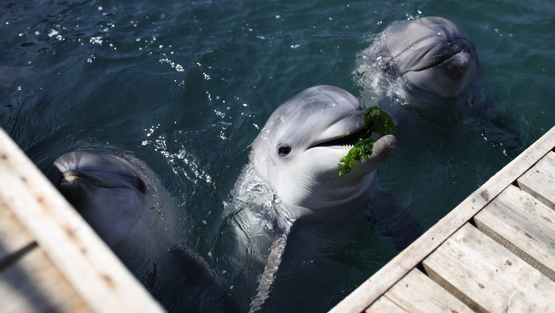 Mehr als 40 tote Delfine an Strand in Südrussland entdeckt