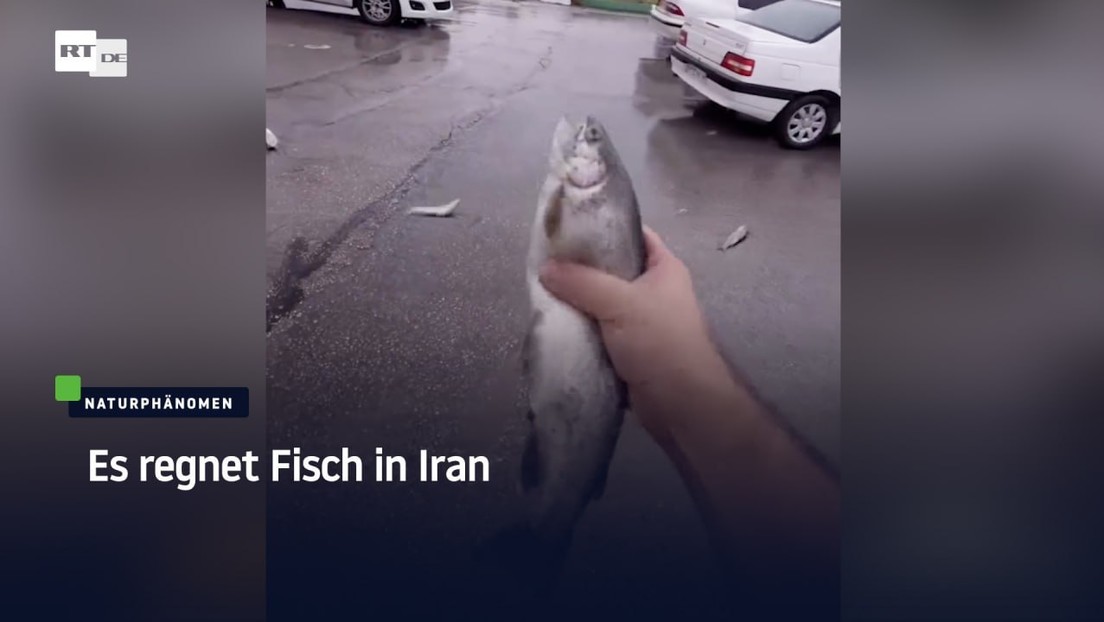 Es regnet Fisch in Iran