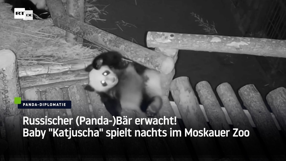 Russischer (Panda-)Bär erwacht! Baby "Katjuscha" spielt nachts im Moskauer Zoo