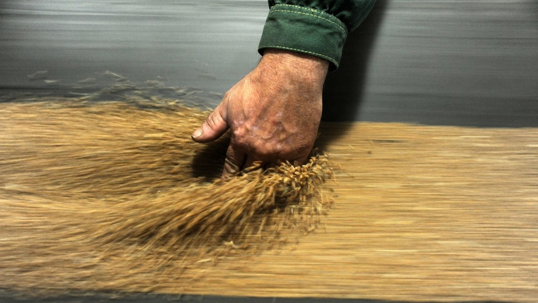 Russland deckt in diesem Jahr zum ersten Mal mehr als ein Viertel der weltweiten Weizenexporte ab