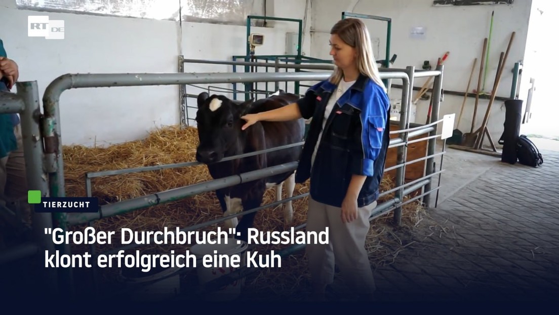 "Großer Durchbruch": Russland klont erfolgreich eine Kuh