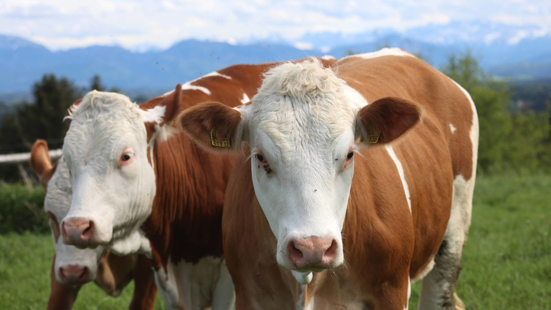 Der tägliche Wahnsinn: Dänemark will furzende Kühe besteuern