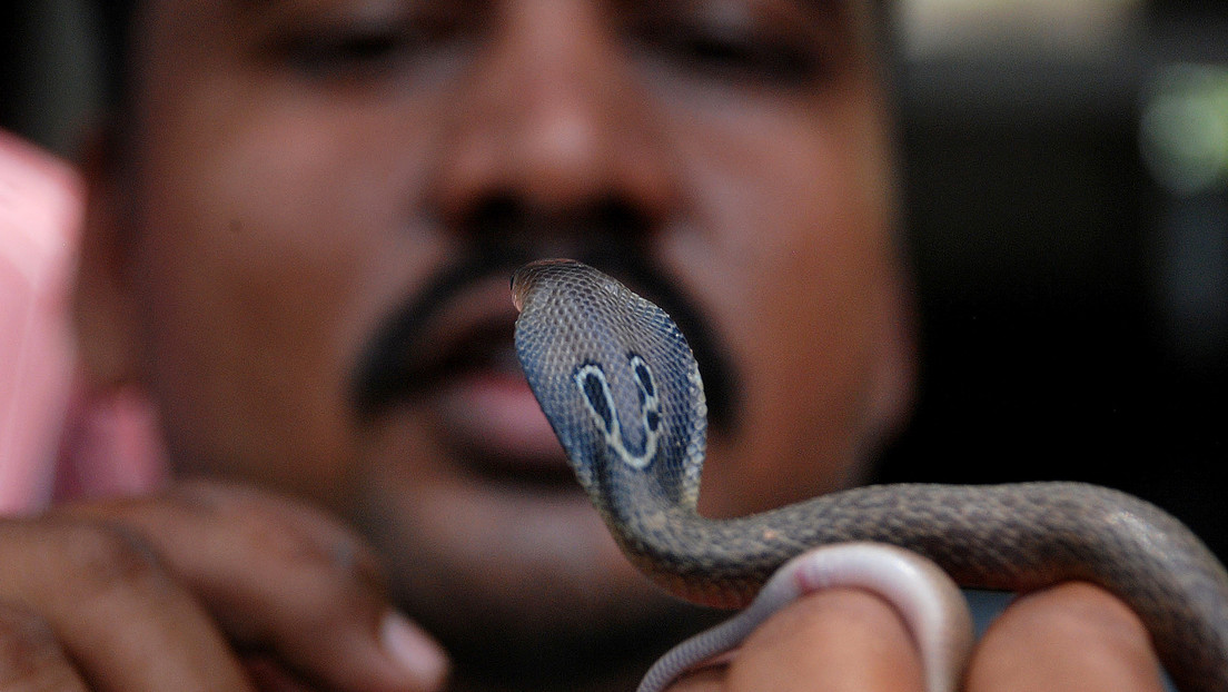 Indien: Mann beißt Schlange tot