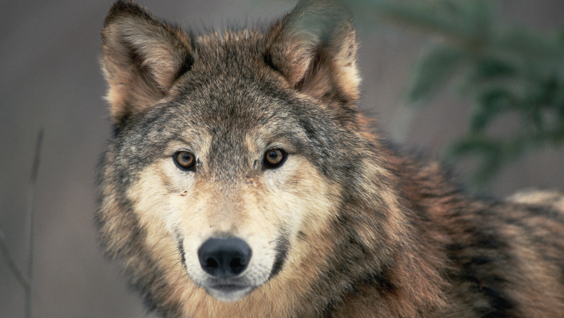 Europäischer Gerichtshof bestätigt Verbot von Wolfsjagd in Österreich