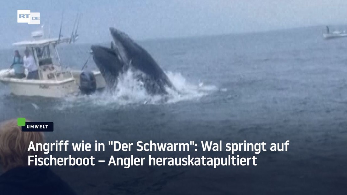 Angriff wie in "Der Schwarm": Wal springt auf Fischerboot – Angler herauskatapultiert