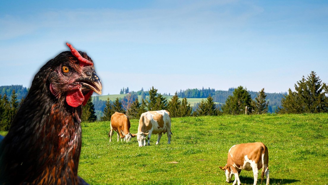 Vogelgrippe: Hofvirologe Drosten reitet schon auf der nächsten Pandemie-Welle