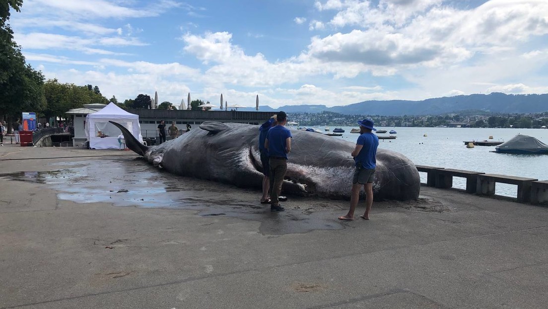 Spektakulärer Fund: Riesiger Pottwal am Zürichsee "gestrandet"