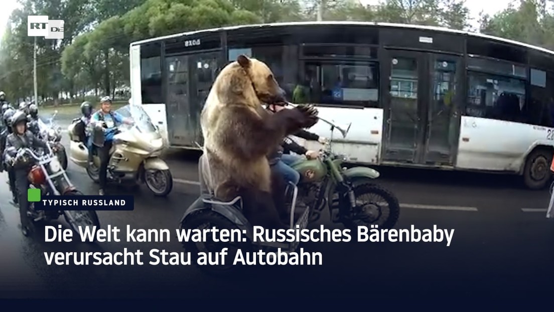 Die Welt kann warten: Russisches Bärenbaby verursacht Stau auf Autobahn