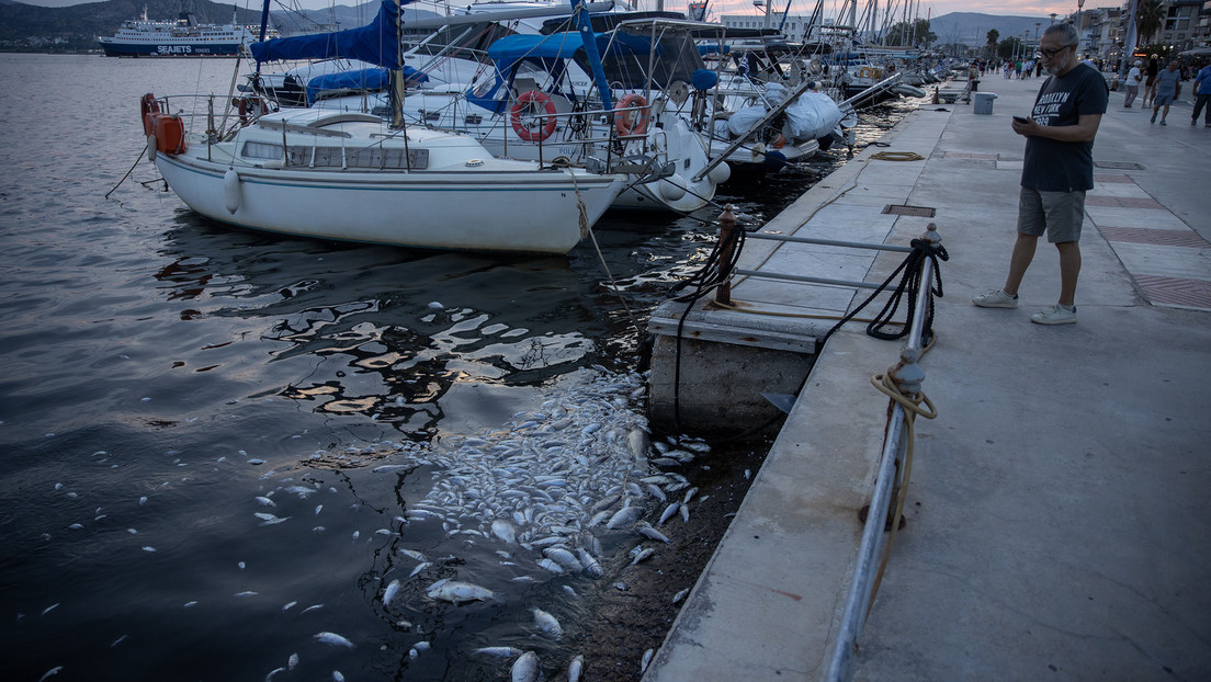 Umweltkatastrophe in Griechenland: Tausende tote Fische angeschwemmt