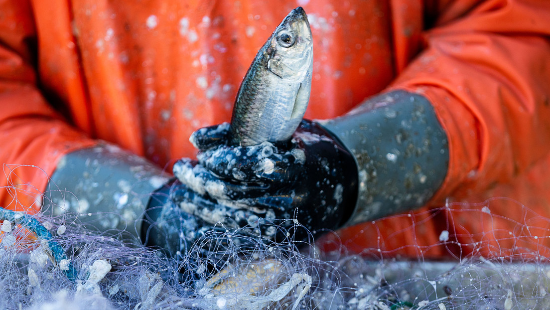 Behörde: Russland wird trotz Kritik weiterhin in der Ostsee fischen