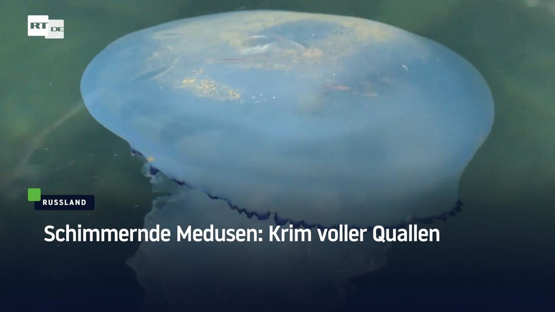 Schimmernde Medusen: Krim voller Quallen