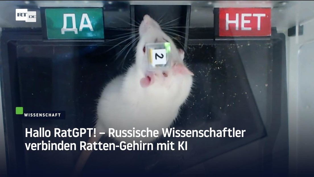 Hallo RatGPT! - Russische Wissenschaftler verbinden Ratten-Gehirn mit KI