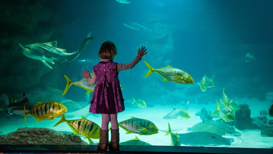 Erste Unterwasser-Hochzeit in Moskau: Paar heiratet in Aquarium