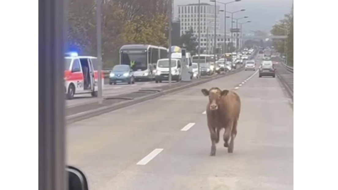 Schweiz: "Das nenne ich mal eine Vollbremsung!" – Kalb sorgt für Lächeln im Zürcher Berufsverkehr