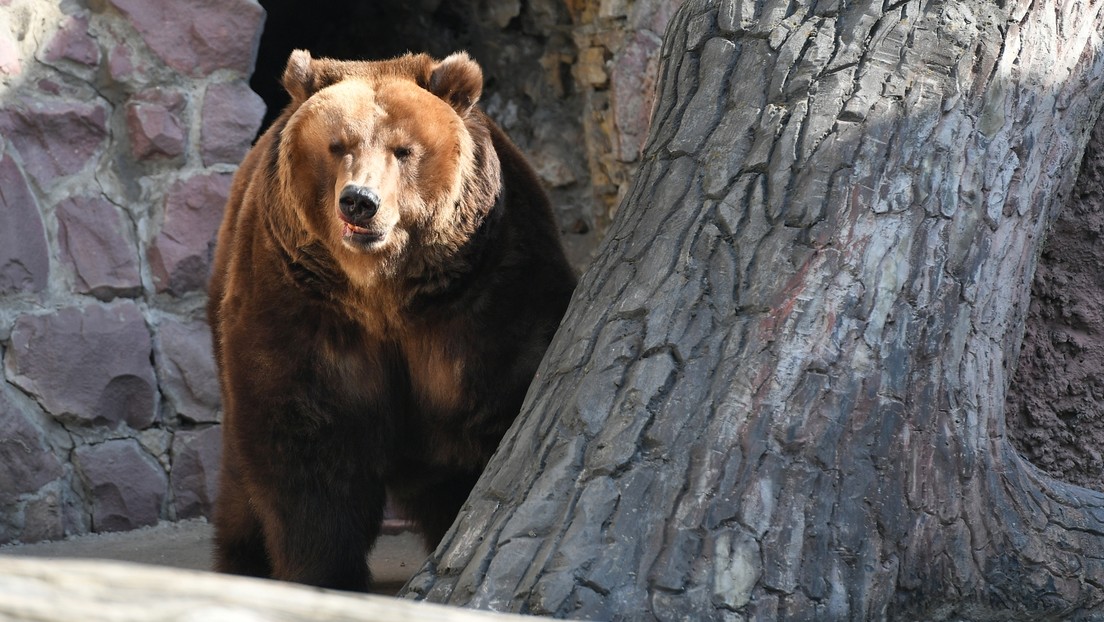 Bären- und Enten-Diplomatie: Putin schenkt Zoo in Pjöngjang mehr als 70 Tiere