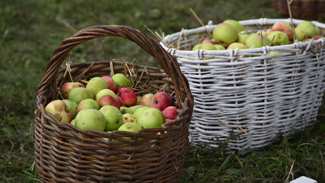 Äpfel und Gansl: Ein Tscheche wird in Russland zum erfolgreichen Apfelweinproduzenten