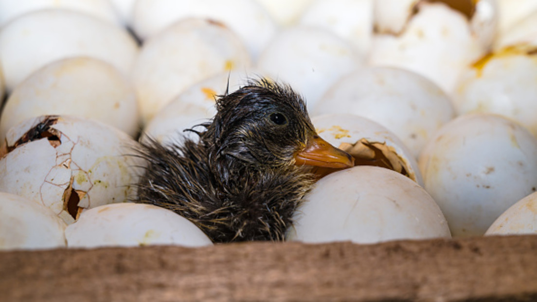 Kalifornien ruft Notstand wegen Vogelgrippe aus 