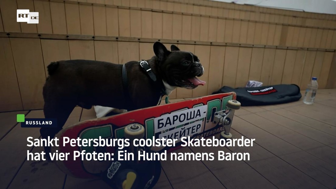 Sankt Petersburgs coolster Skateboarder hat vier Pfoten: Ein Hund namens Baron