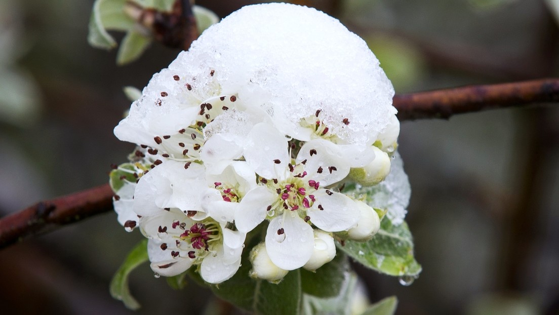 Wetterkatastrophe in Russland: Frühjahresfrost vernichtet Großteil der Ernte