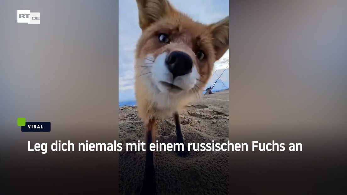 Leg dich niemals mit einem russischen Fuchs an