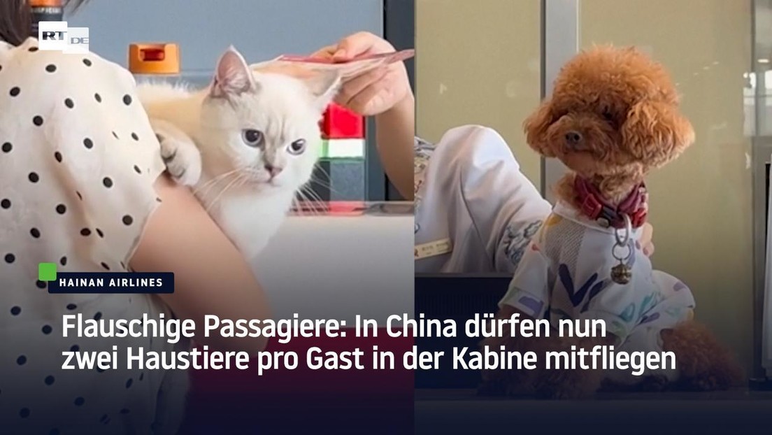Flauschige Passagiere: In China dürfen nun zwei Haustiere pro Gast in der Kabine mitfliegen