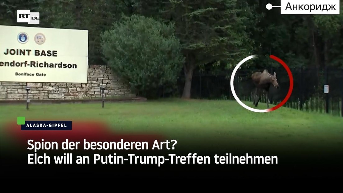 Spion der besonderen Art? Elch will an Putin-Trump-Treffen teilnehmen