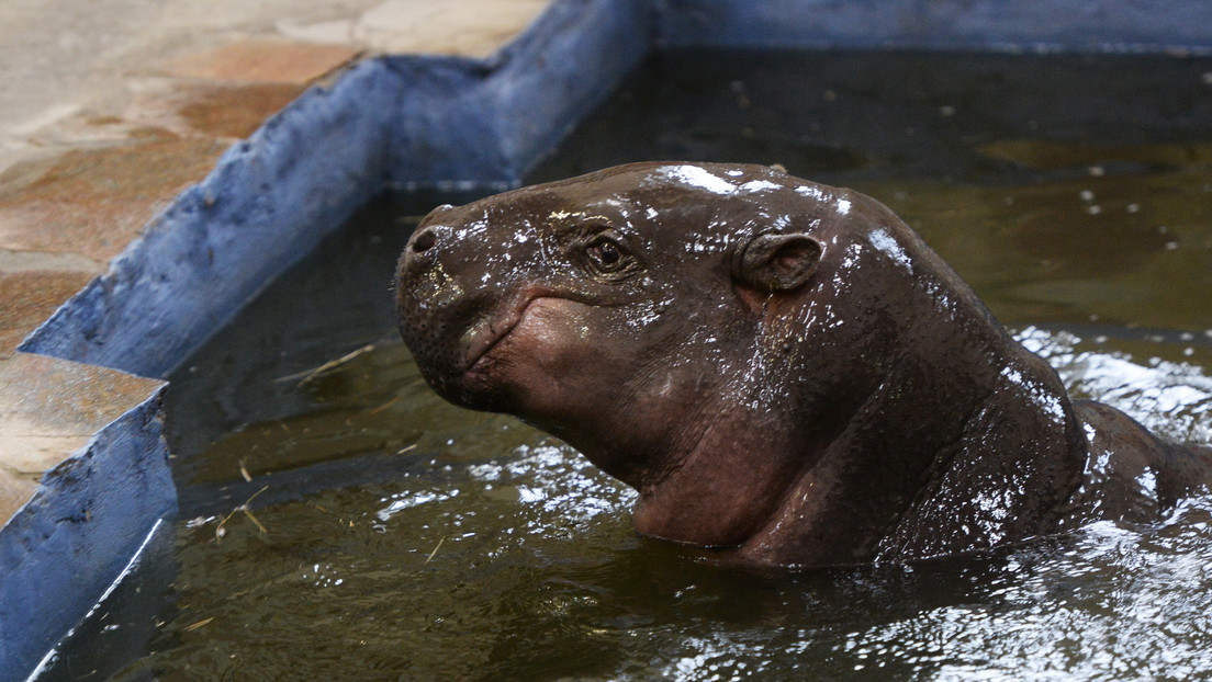 Sanktionen behindern Fortpflanzung: Zwergflusspferd Eva aus Zoo in Russland bleibt unverpartnert
