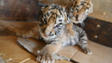 Amur-Tiger: Zoo Leipzig schläfert drei Jungtiere ein