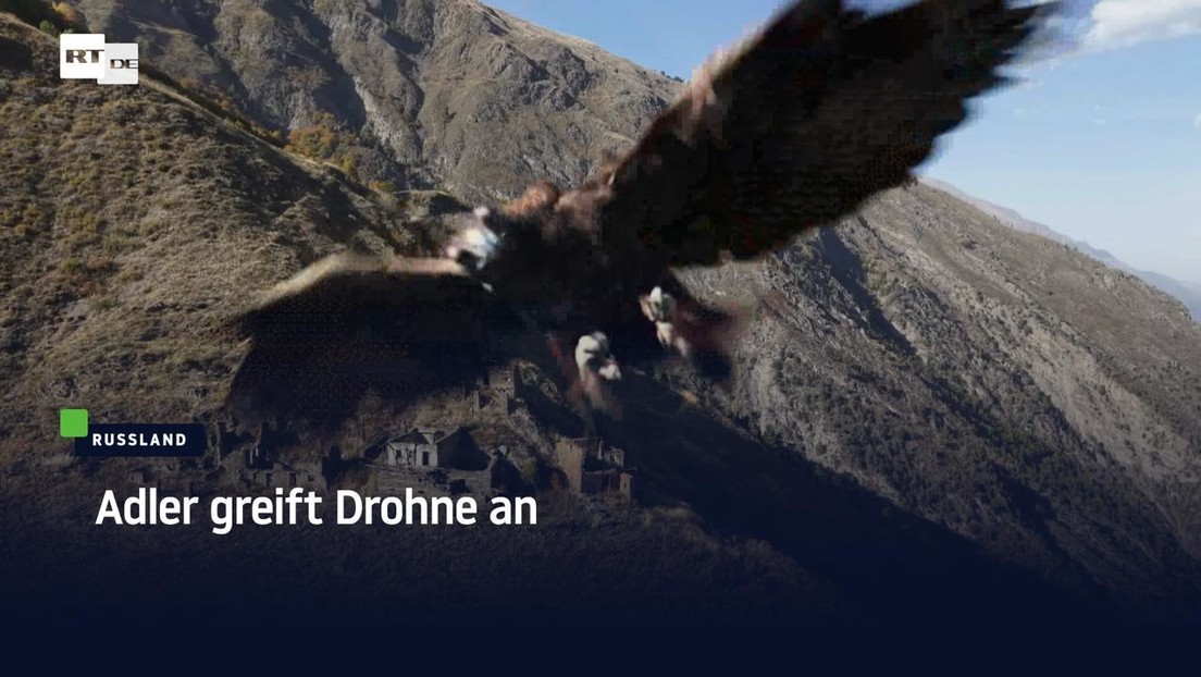 Adler greift Drohne an