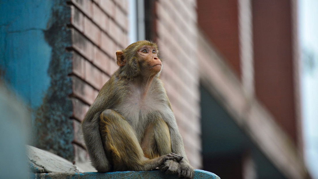 US-Polizisten töten "gefährliche" entlaufene Laboraffen