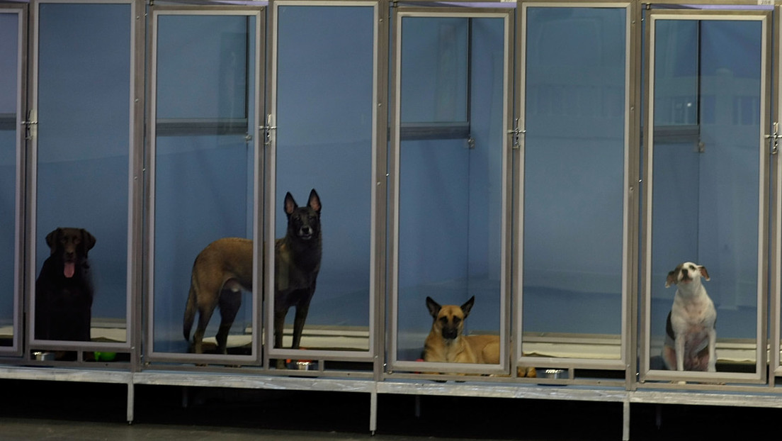 Elf Hunde sterben in  in Zürcher Hundepension: Verdacht auf Vergiftung