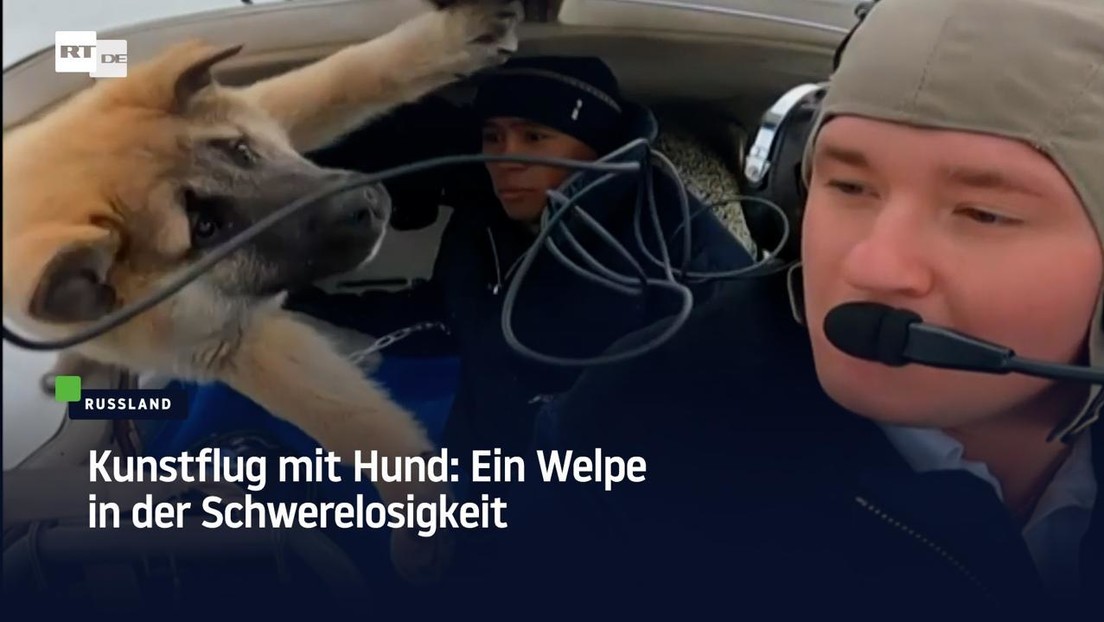 Kunstflug mit Hund: Ein Welpe in der Schwerelosigkeit