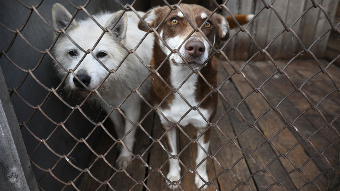 Hunde-Massaker in der Schweiz: War es wirklich nötig, alle 120 Hunde zu töten?