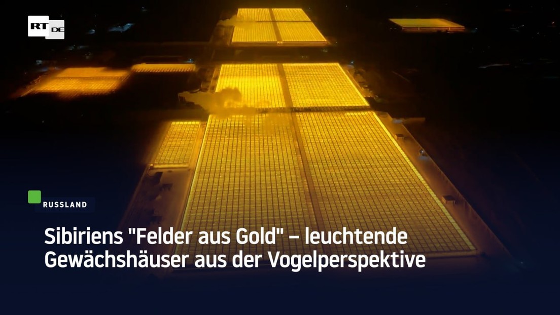 Sibiriens "Felder aus Gold" – leuchtende Gewächshäuser aus der Vogelperspektive