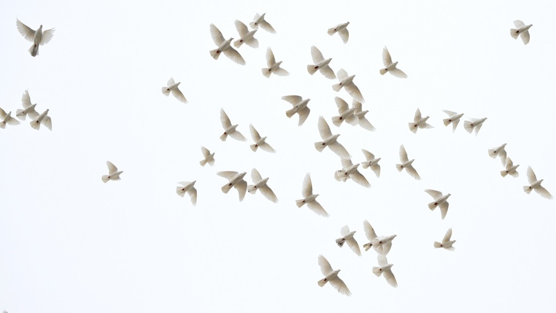 Suchaktionen und Öko-Monitoring: Russisches Unternehmen macht aus Tauben Biodrohnen