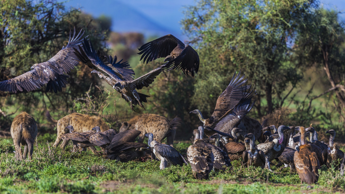 Der Raubtierinstinkt ist das Fundament des westlichen Aufstiegs