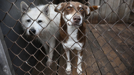 Hunde-Massaker in der Schweiz: War es wirklich nötig, alle 120 Hunde zu töten?