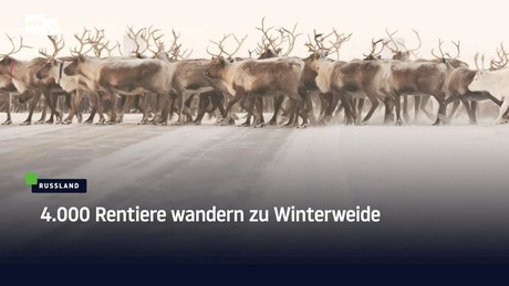 4.000 Rentiere wandern zu Winterweide