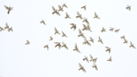 Suchaktionen und Öko-Monitoring: Russisches Unternehmen macht aus Tauben Biodrohnen