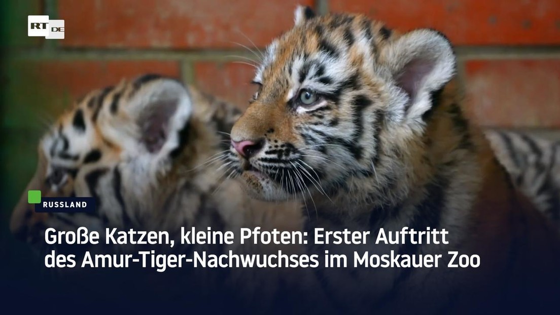 Große Katzen, kleine Pfoten: Erster Auftritt des Amur-Tiger-Nachwuchses im Moskauer Zoo