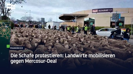 Die Schafe protestieren: Landwirte mobilisieren gegen Mercosur-Deal