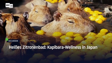 Heißes Zitronenbad: Kapibara-Wellness in Japan