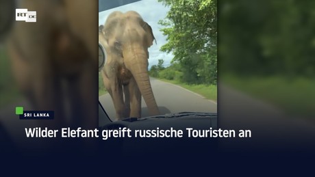 Wilder Elefant greift russische Touristen an