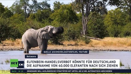 Streit um Elfenbeinverbot: Botswana droht Deutschland mit Abschiebung von 40.000 Elefanten