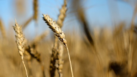 Russland: Weizenexporte rückläufig, Besserung in Sicht