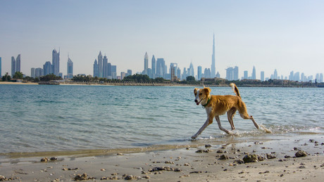 Iran-Krieg: Haustiere in Dubai werden zurückgelassen oder eingeschläfert