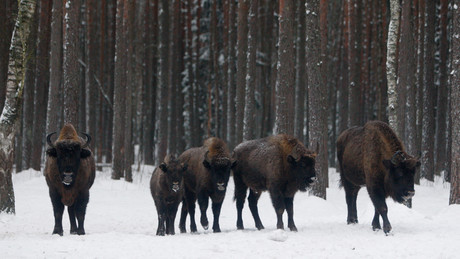 Zug in Polen rammt Wisentherde – drei Tiere tot